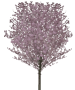 Flowering Plum