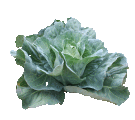 Summer Cabbage
