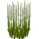 Fringed Orchid
