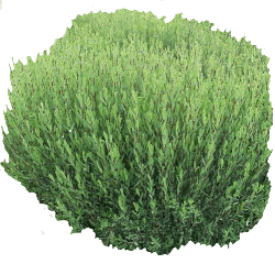 Willow Bushes