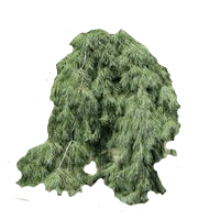Weeping White Pine