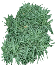 Carex