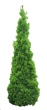 Arborvite